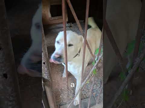 Видео: Идем гулять. Марс САО  #alabai #собака