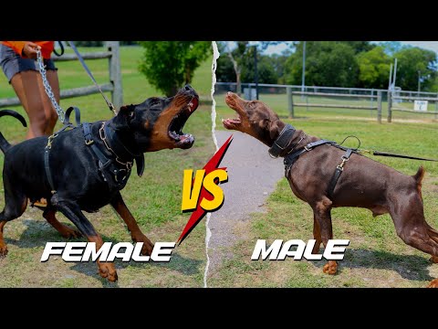 Видео: Почему самки собак важнее самцов.. 👀