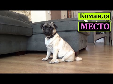Видео: Команда МЕСТО, дрессировка собак. Щенок породы МОПС. Как научить щенка команде МЕСТО. Первые навыки.