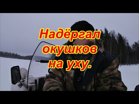 Видео: Надергал окушков на уху