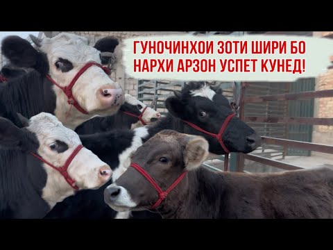 Видео: ҒУНОҶИНҲОИ ЗОТИ ШИР БО НАРХИ АРЗОН УСПНТ КУНЕД 28 октября 2025 г.