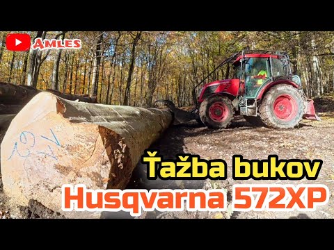 Видео: Рубка толстых буковых деревьев — подход к склону | Husqvarna 572XP и ZETOR в ДЕЙСТВИИ | Amles