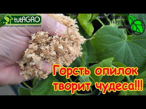 Видео: ЕСЛИ БЫ Я ТОЛЬКО РАНЬШЕ ЗНАЛ ПРО ЭТОТ СПОСОБ, то всегда бы растил рассаду ТОЛЬКО ТАК!