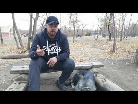 Видео: выбор щенка, путь домой