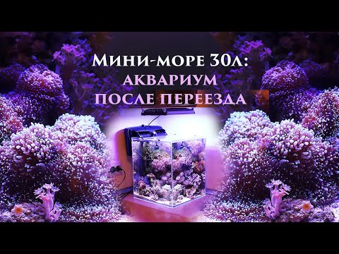 Видео: Море 30л: аквариум после переезда на новое место!