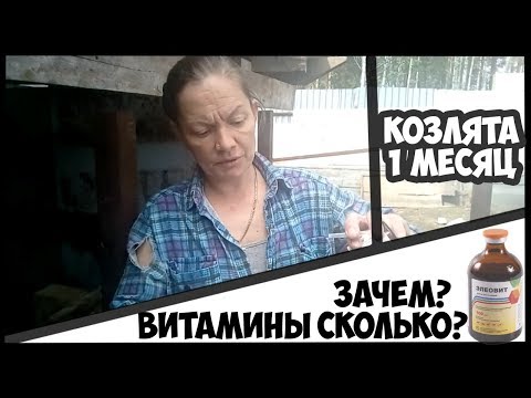 Видео: Козлятам 1 месяц  Ставим витамины