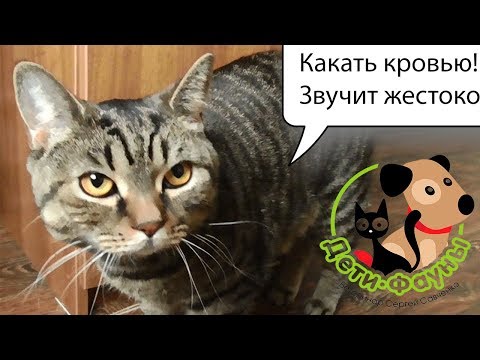 Видео: Кровь в кале у кошки (собаки), основные причины