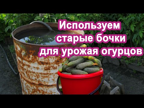 Видео: Сажаю Огурцы в бочки, до 14 кг с куста Проверенно Урожай без подкормок.