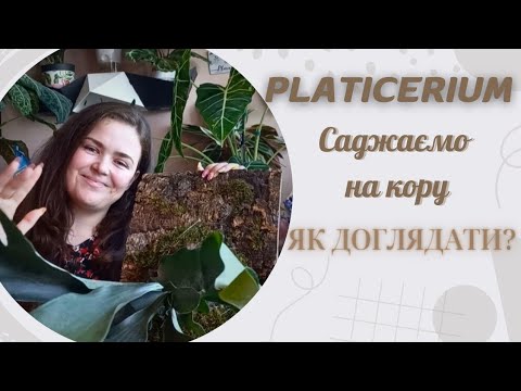 Видео: Платицеріум Біфуркатум саджаємо на кору, розмови про догляд.