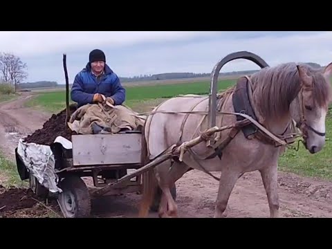 Видео: ЛОШАДИ В РАБОТЕ🐎НА КОБЫЛЕ БАГИРЕ ВОЗИМ НАВОЗ💪