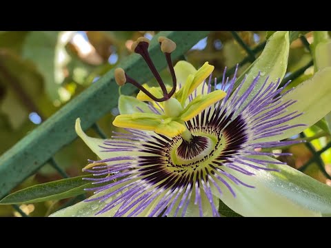 Видео: МОЙ САД 🌱 спасаю самшит 🌲 ПАСИФЛОРА 🌼ЖИМОЛОСТЬ🌱  ГЛИЦИНИЯ 🌹КАК ПРИЖИЛИСЬ РОЗЫ