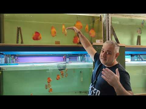 Видео: Аквариум 300 литров для дискусов . Обустройство и технические возможности , полный разбор .