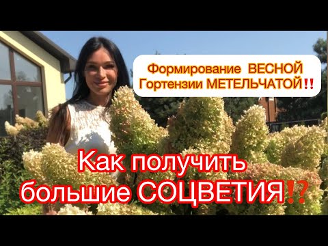 Видео: ‼️ФОРМИРОВАНИЕ ГОРТЕНЗИИ МЕТЕЛЬЧАТОЙ. Как добиться больших соцветий⁉️ Показала все и нарисовала