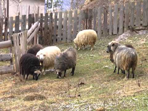 Видео: "Країна на запах".  Повертаємось у Микуличин