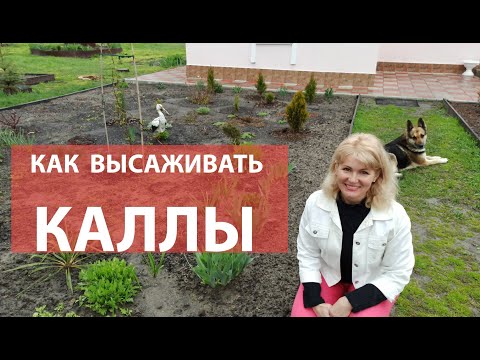 Видео: Как сажать каллы