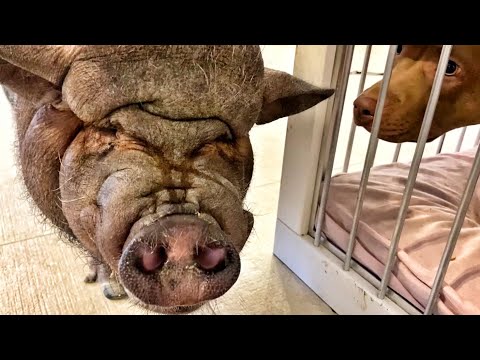 Видео: Схватка с кабаном 🐗🙈 Стресс у Джины. Кошки , крысы перед носом. В гостях у Кати