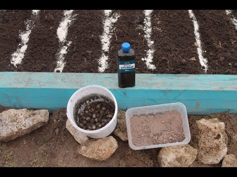 Видео: СТАРИННЫЙ МЕТОД ПОСАДКИ ЛУКА СЕВКА ВЕСНОЙ.