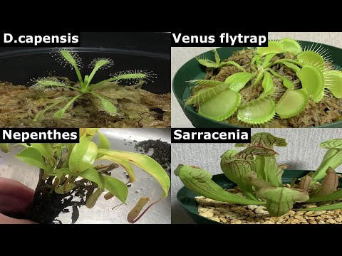 Видео: Как сохранить здоровье плотоядных растений для начинающих в 2025 году