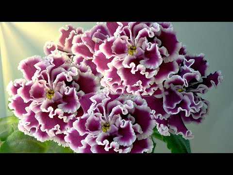Видео: Мастер класс цветы из бисера. МК Фиалка из бисера. Бисероплетение для начинающих