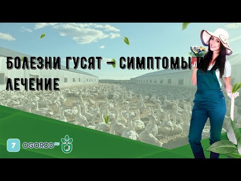 Видео: Болезни гусят — симптомы и лечение