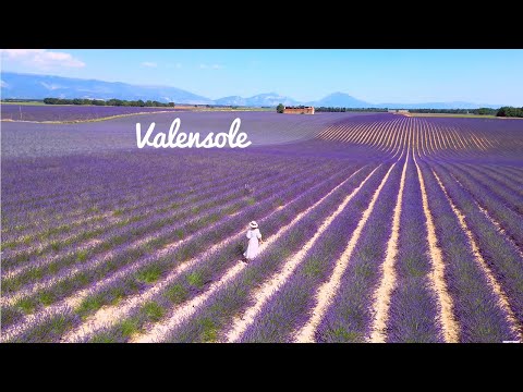 Видео: [4K]🇫🇷Лавандовые поля Валансоля, Прованс: невероятно красивый фиолетовый пейзаж💜 2023