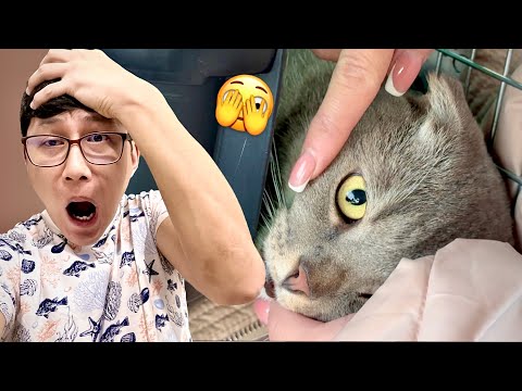 Видео: Менің мысығыма не болды 😱