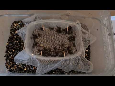 Видео: Poecilotheria metallica разведение