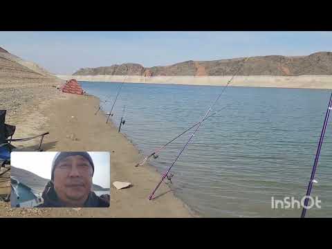 Видео: курты 🐟