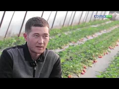 Видео: 🍓Шаҳрихонлик Иброхимжон Турдиев 8 сотихли иссиқхонада қулупнай етиштиришни йўлга қўйди