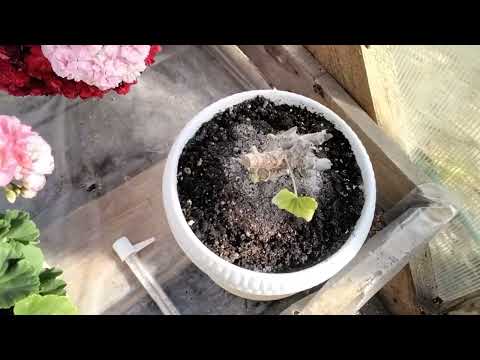 Видео: #470.Пеларгонии после черенкования ,обрезки,уход за ними.