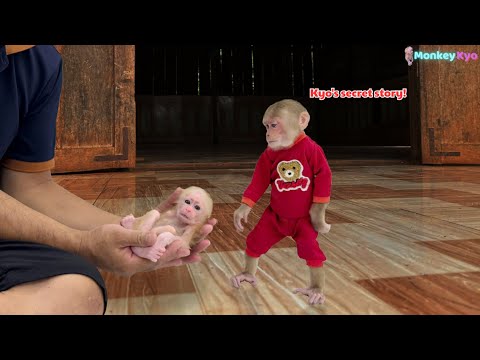 Видео: Наконец-то! Невероятная тайна Кё о новорождённом детёныше обезьяны раскрыта!
