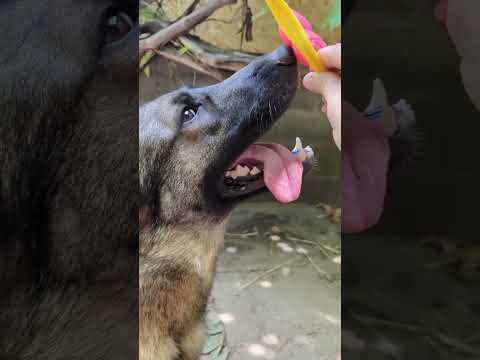 Видео: Интересное упражнение для собаки и весёлые для ребёнка