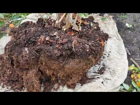 Видео: Пересадка 6-річного куща лохини