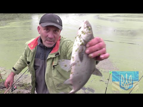Видео: В цьому болоті повно риби # Лящ на фідер #РибачуЯкУмію
