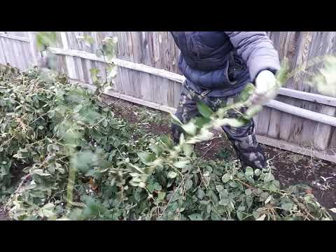 Видео: Укрываем ежевику на зиму.