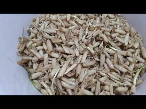 Видео: "Васаби 1". Не выбрасывайте сапожки от черемши . Острый соус из сапожек черемши