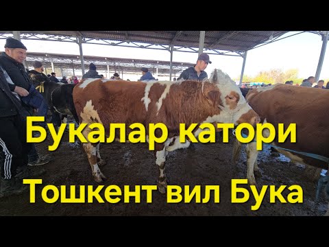 Видео: ТОШКЕНТ ВИЛОЯТИ БУКА ТУМ ЧОРВА БОЗОРИ БУКАЛАР КАТОРИ 09.11.2025