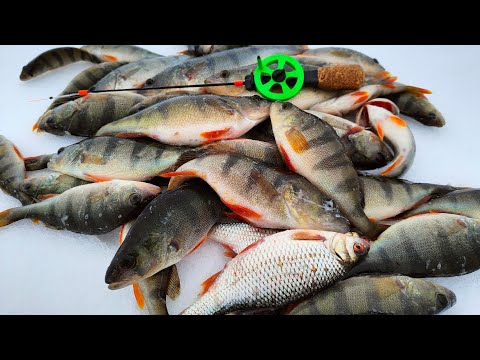 Видео: ЛУЧШАЯ БЕЗМОТЫЛКА ПО ПЕРВОМУ ЛЬДУ!!! - Плотва на сырный кубик - Зимняя рыбалка 2021