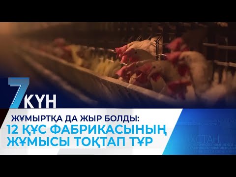 Видео: Жұмыртқа да жыр болды: 12 құс фабрикасының жұмысы тоқтап тұр