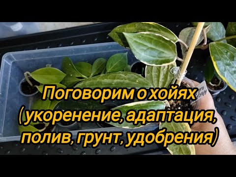 Видео: Поговорим о хойях. Мой опыт укоренения черенков. Адаптация, грунт, полив, удобрения.