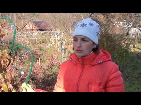 Видео: Обрезаем и укрываем клематисы. Сайт "Садовый мир"