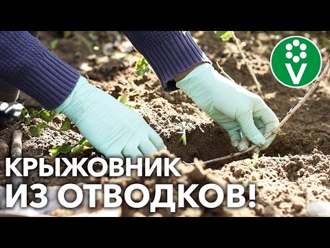 Видео: ЛУЧШИЙ СПОСОБ РАЗМНОЖИТЬ КРЫЖОВНИК! Крупные саженцы за один сезон!