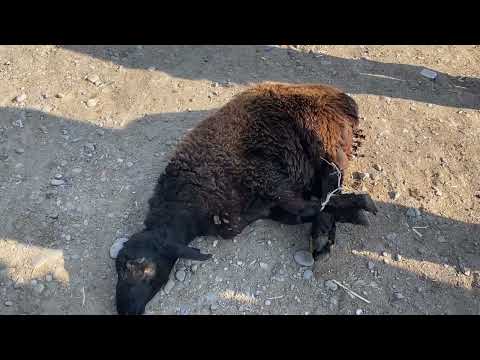 Видео: Туркестан Мал Базар Қой Қошқар Тоқты Ешкі Теке 9.11.2025