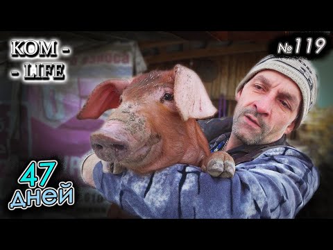 Видео: Продажа поросят 🐷