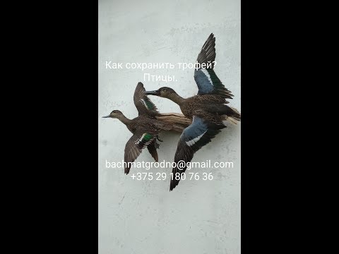 Видео: Как сохранить трофей. Птицы.