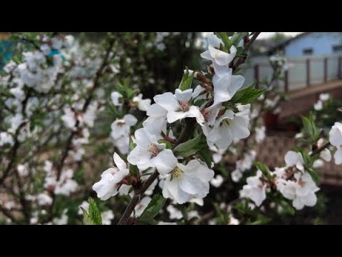 Видео: Способы защиты растений от возвратных заморозков. ЧУДО-ЭЛИКСИР в помощь пострадавшим культурам.