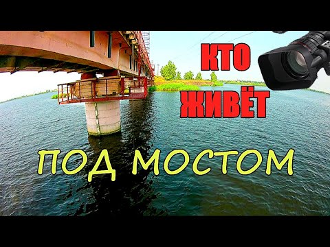 Видео: ОПУСТИЛ КАМЕРУ под Ж/Д мост. Кто там живёт? Подводная съёмка.