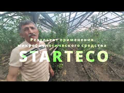Видео: Результат применения STARTECO на томатах в теплице. с. Попутная 2022