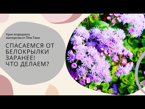 Видео: Растение-защитник от белокрылки.