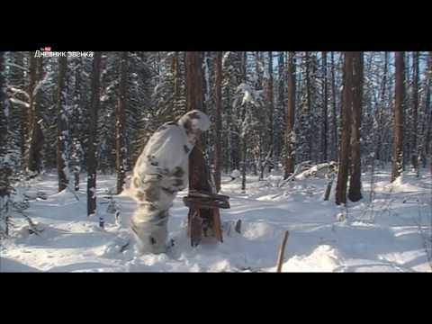 Видео: Амбарчик для соболя | кафедра охотоведения | охотовед.pw